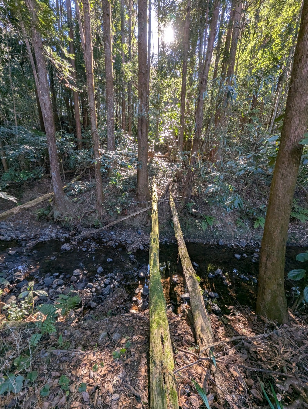 大沢堀川に架かる丸木