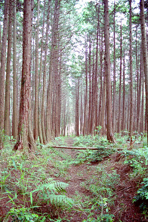 針葉樹林