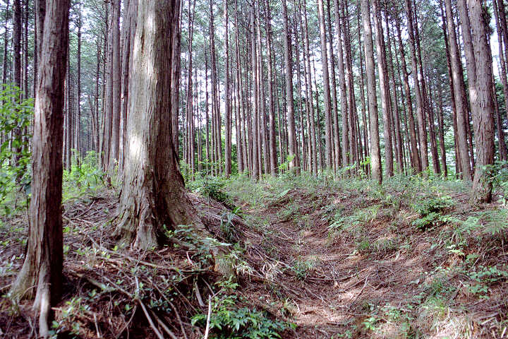 山道